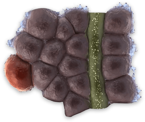 Human liver organoids for predictive hepatotoxicity (DILI) assessment