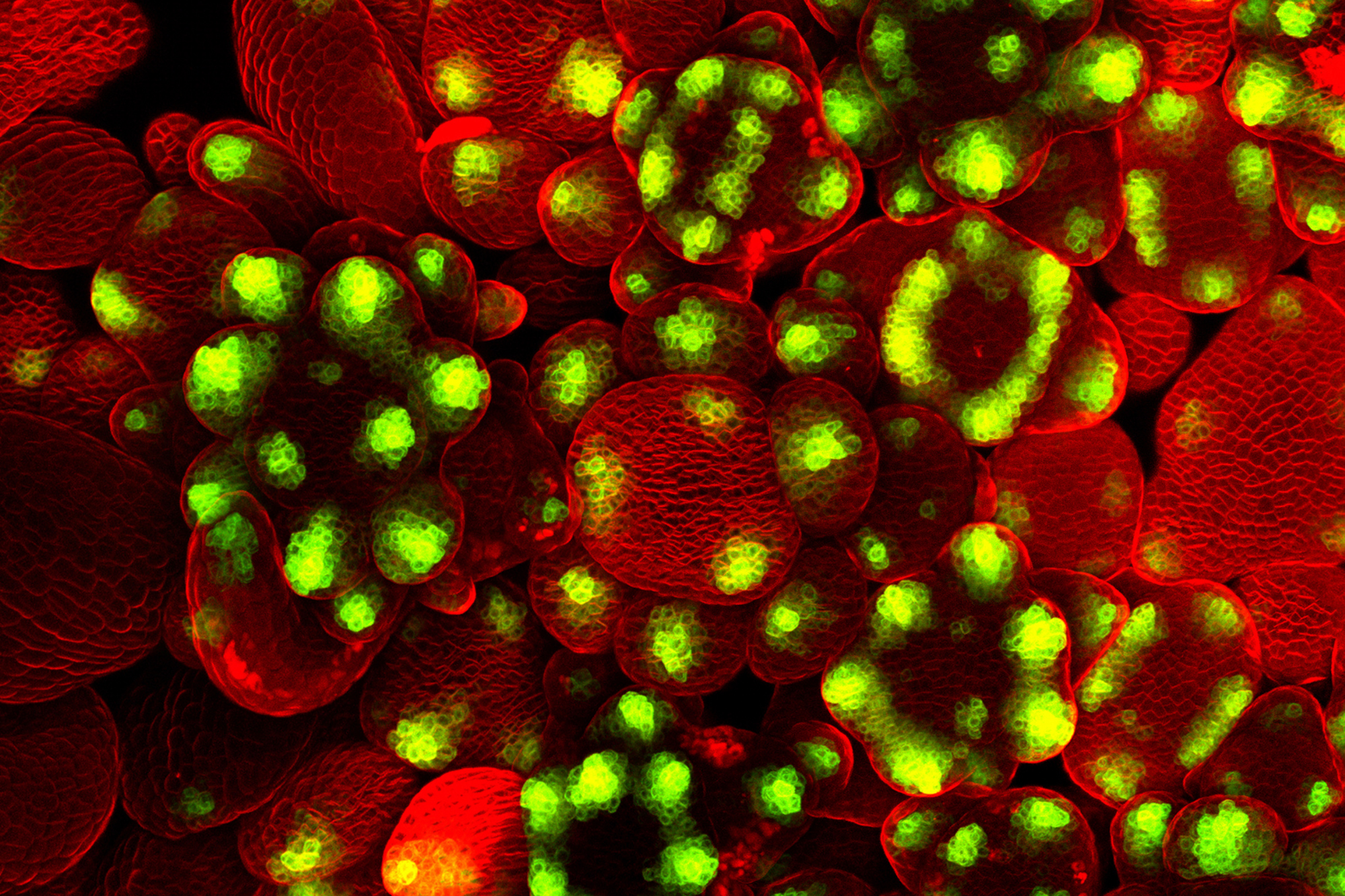 red and green fluorescence